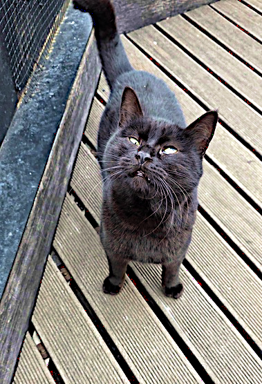 Cat available for adoption in Lebanon