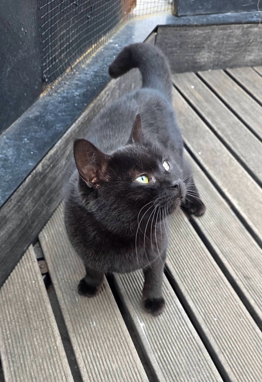 Kali