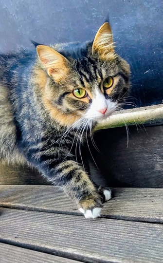 Mittens