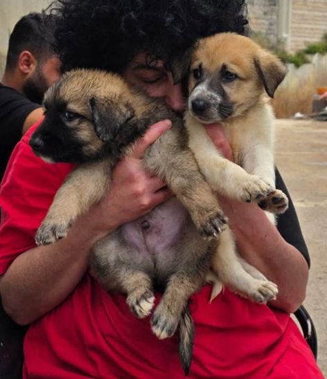 Abandoned puppies