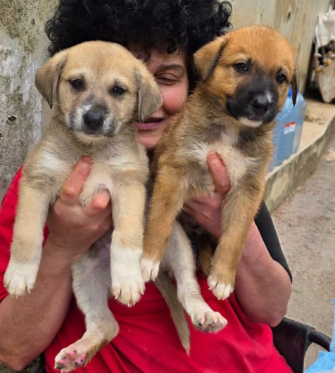 Abandoned puppies