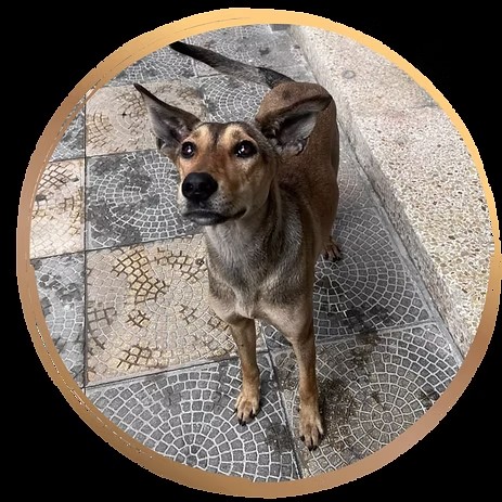 Ringo