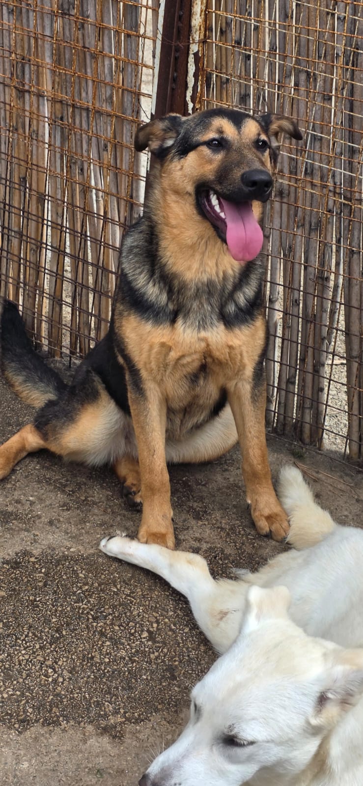 Zaya
